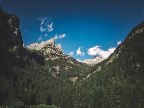 Amazing scenery of rough rocky mountains with green coniferous trees under clear blue sky