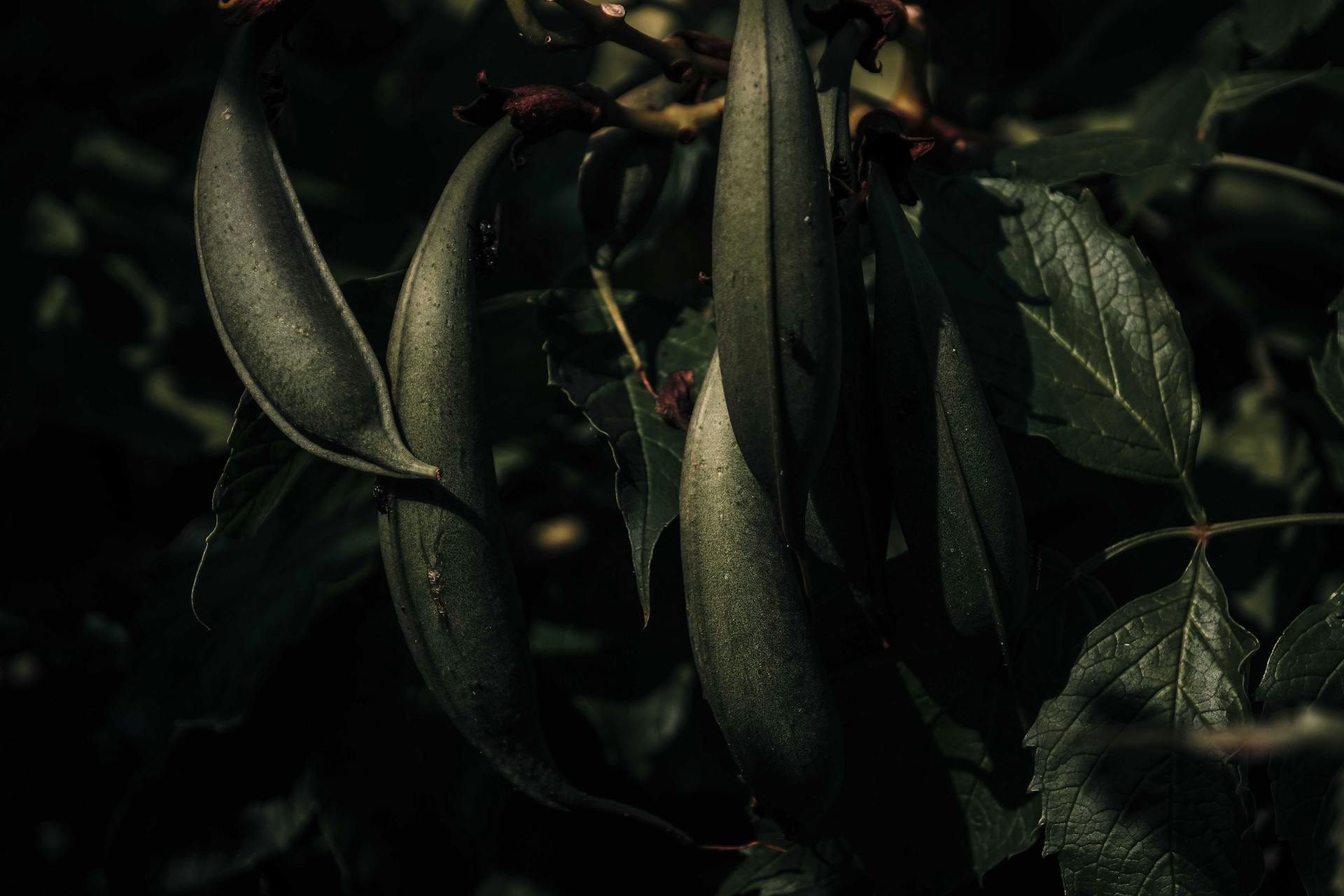 Green pea growing in summer garden