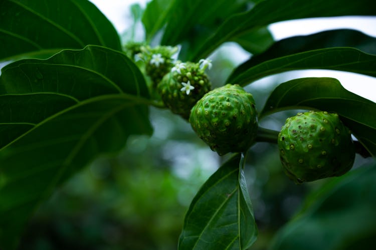 Close-Up Photo Of Noni Fruit