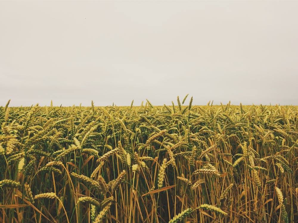 Free Wheat Field Under Gray Sky Stock Photo