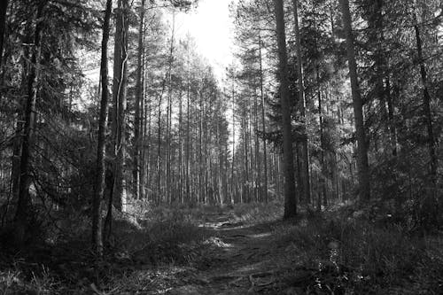 A Grayscale Photo of Deciduous Trees in a Forest