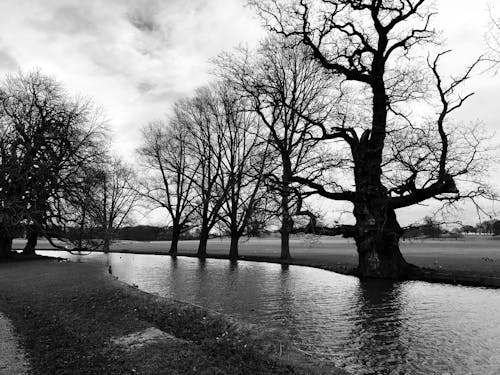 A Grayscale Photo of Leafless Trees