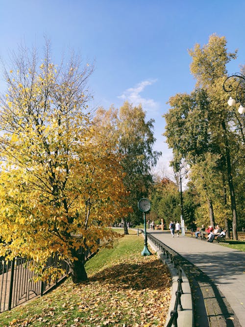 Darmowe zdjęcie z galerii z bruk, drzewa, jesień