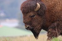 buffalo