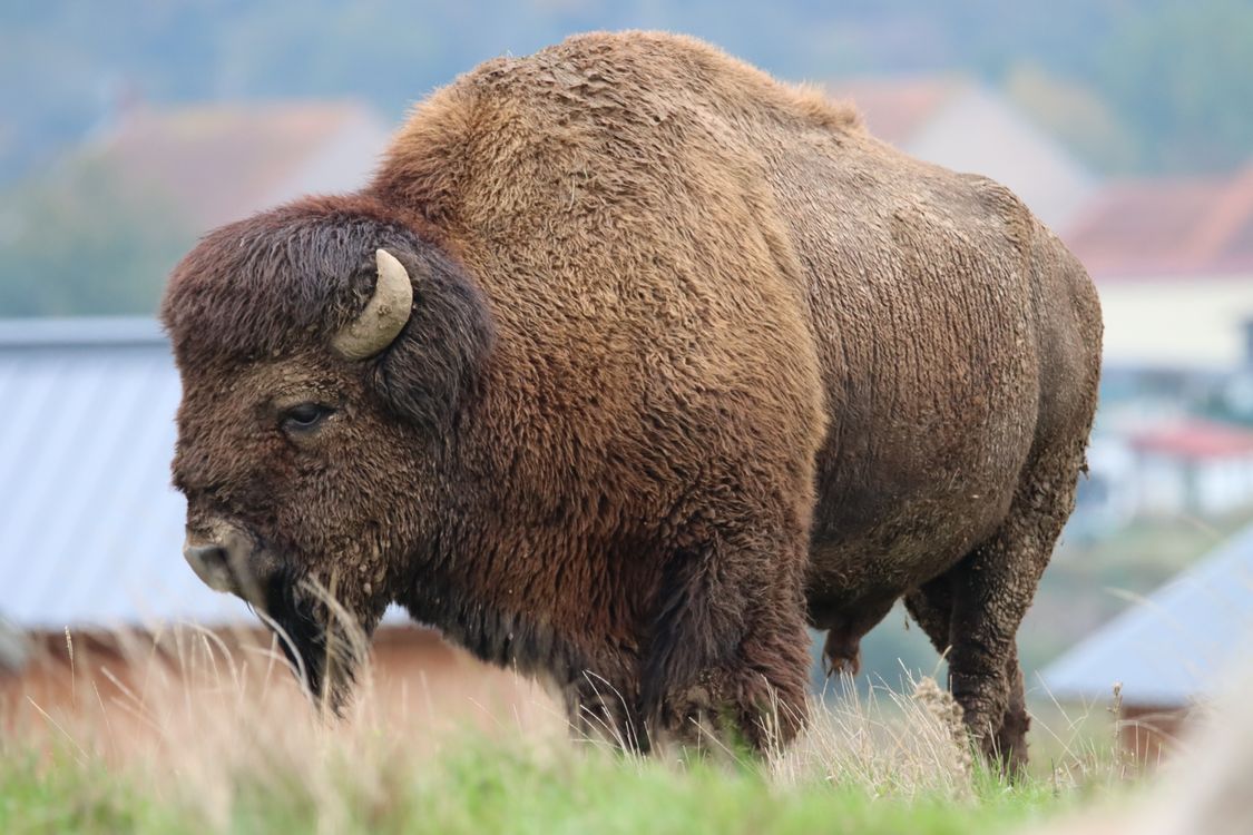 A Close-Up Shot of a Bison · Free Stock Photo