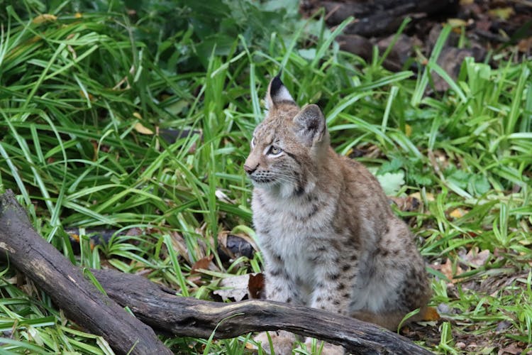 A Bobcat On A Grassland