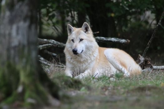 A lone wolf lying on grass in its natural habitat, surrounded by forest trees.