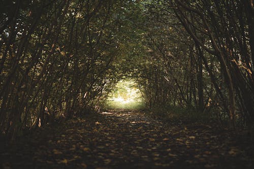 Photo of Pathway Between Trees