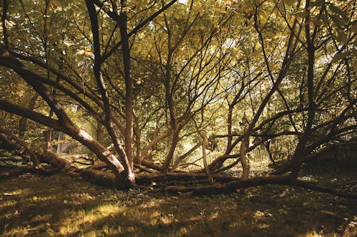 Imagine de stoc gratuită din arbori, crengi, creștere