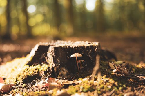 Free Mushroom and stump surrounded by moss in a sunlit autumn forest, showcasing nature's beauty. Stock Photo
