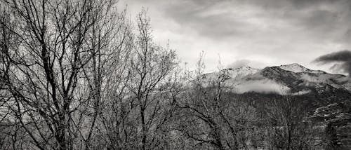 Foto d'estoc gratuïta de arbres, muntanyes, neu