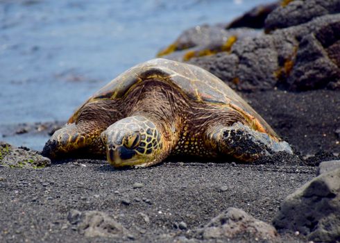 A Hawaiian green sea turtle rests on black sand with rocky ocean backdrop.