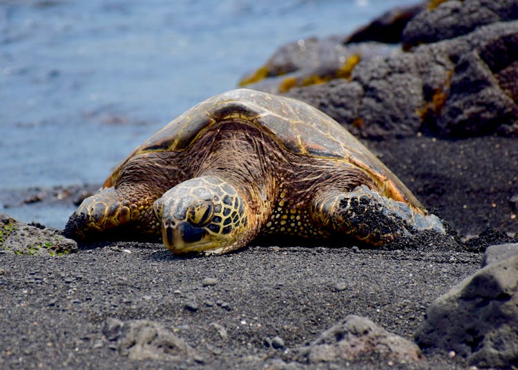 Close Up Photo Of Turtle On Beach