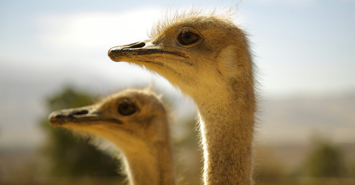 Selective Focus Photography of Two White Ostrich