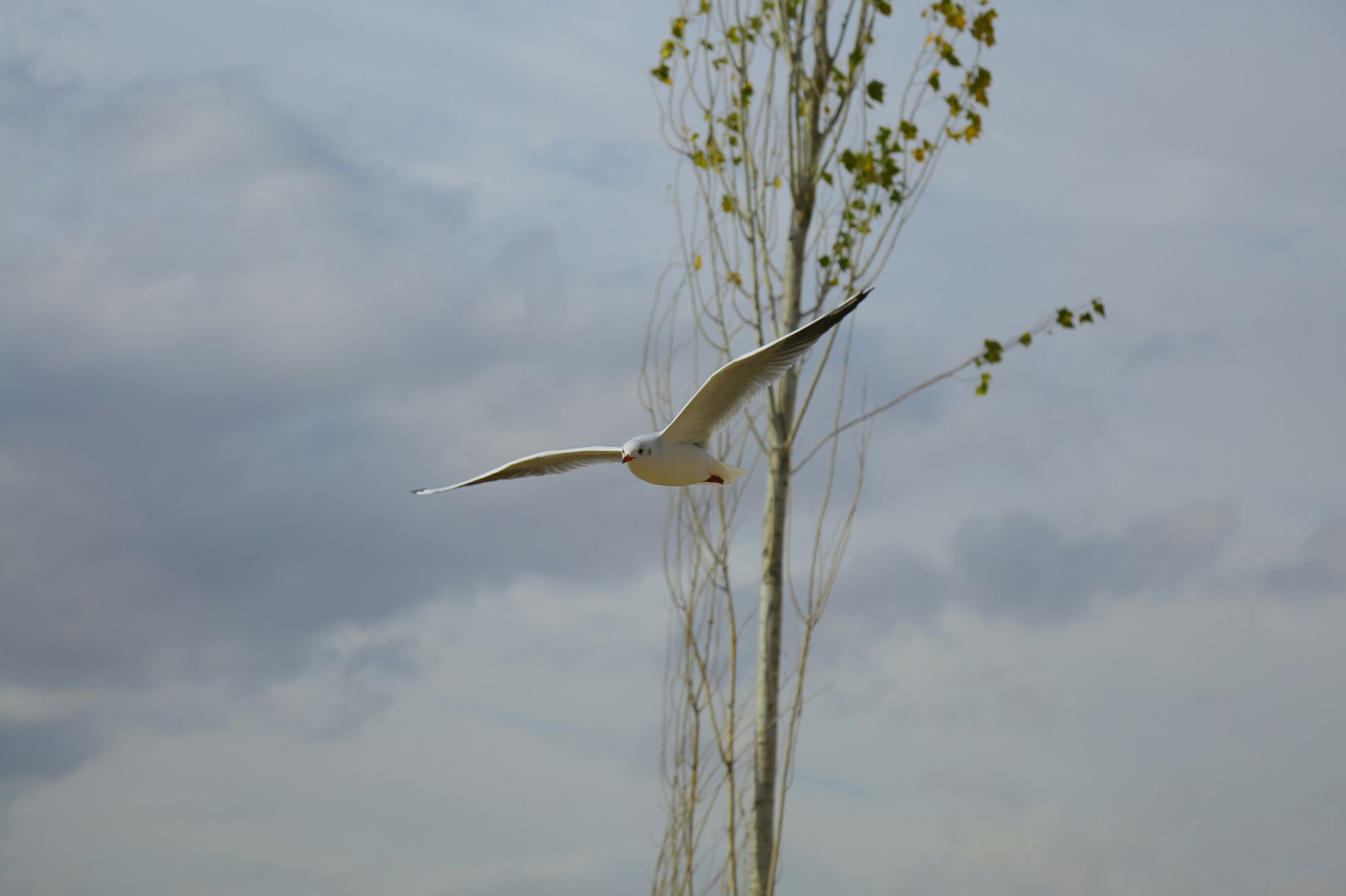 A seagull glides gracefully against a backdrop of clouds and trees.