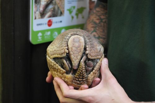 Free stock photo of zoo Stock Photo