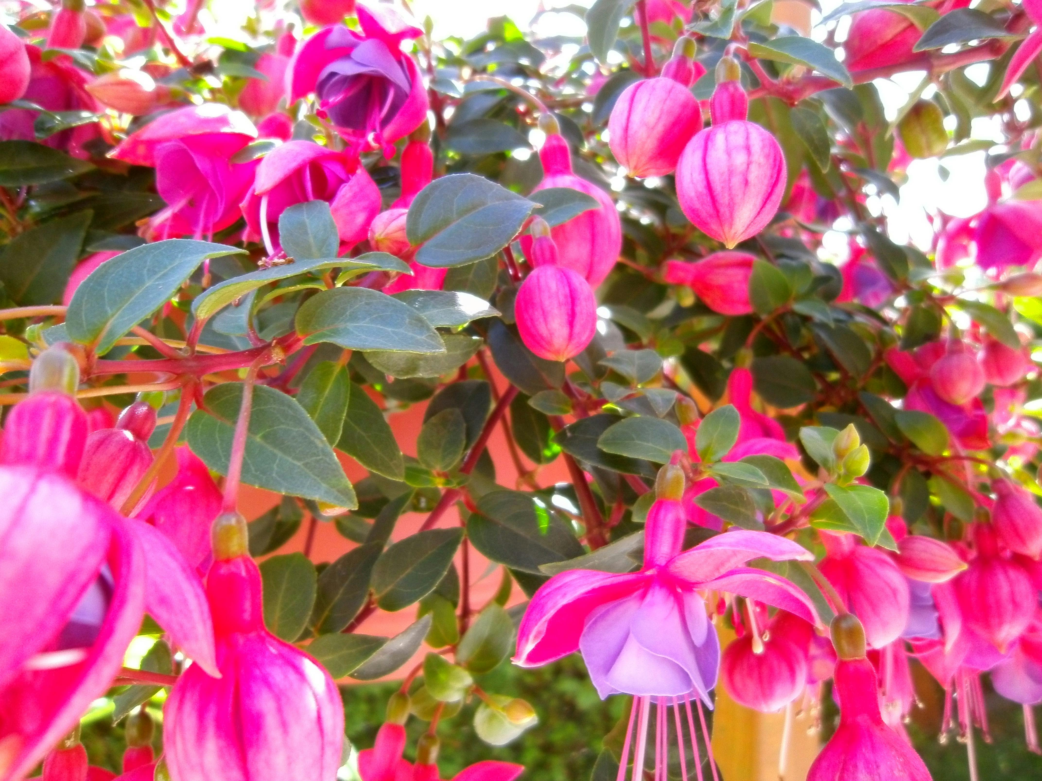 Free stock photo from Mina-Marie · Pexels