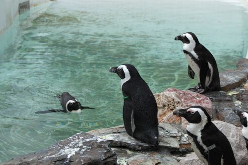 Free stock photo of pengu, swim, water Stock Photo