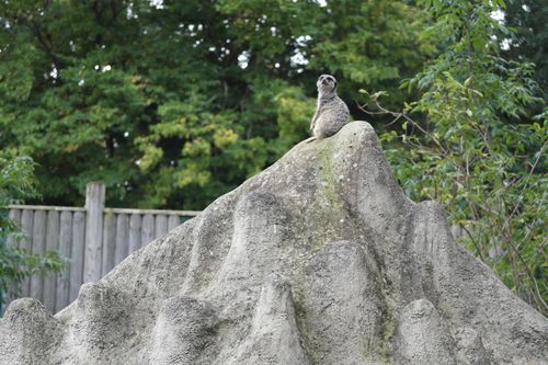 Free stock photo of meekat, zoo Stock Photo