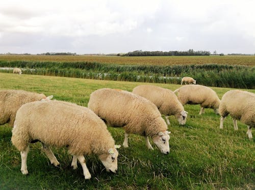 Herd of Sheep on Grassfield