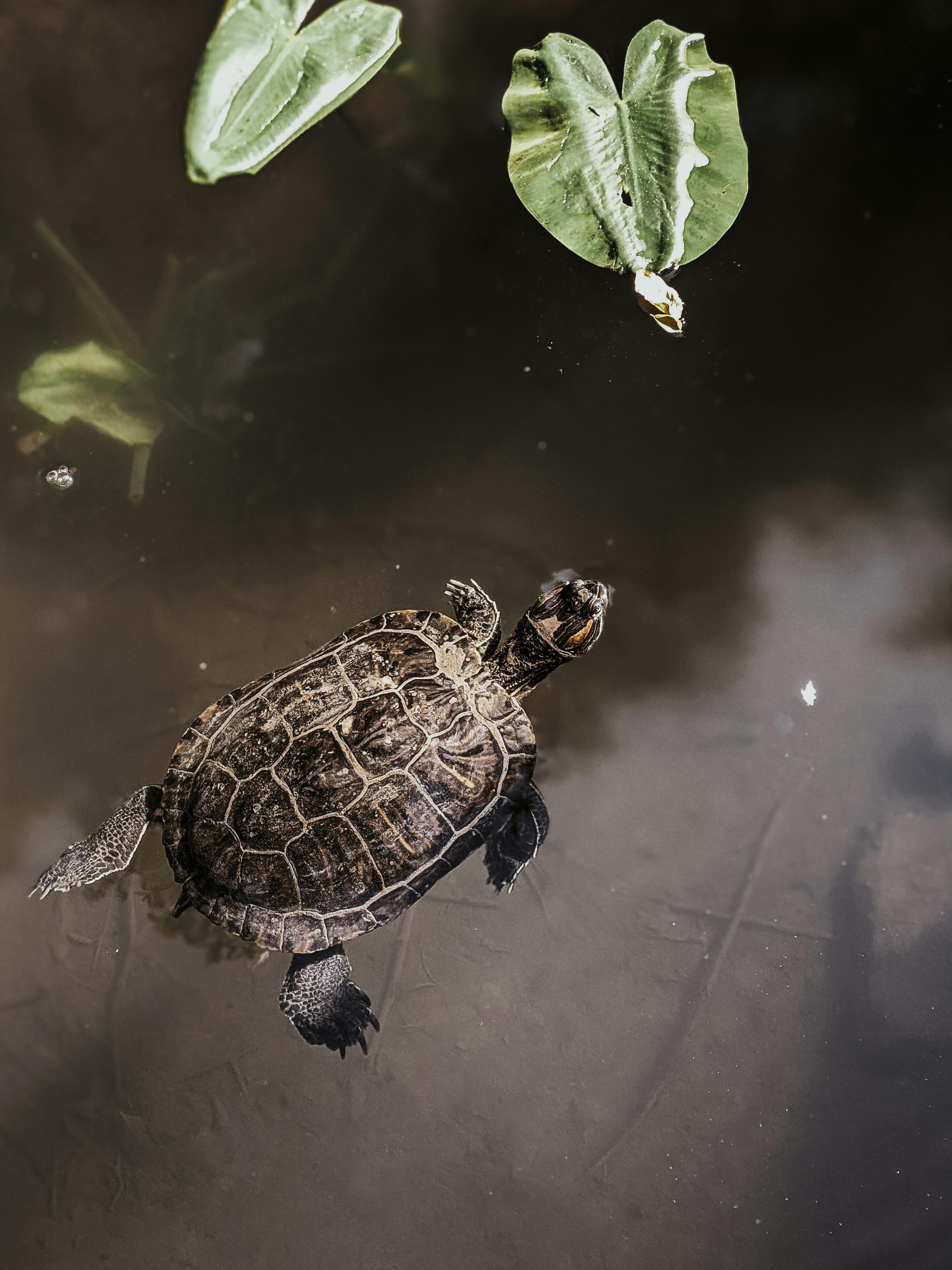 High-angle view of a turtle swimming in a pond surrounded by lily pads, showcasing wildlife in natural habitat.