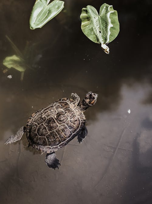 Free Photo of Turtle on Water Stock Photo