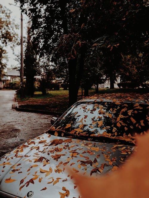 Photo of Car Covered with Fallen Leaves