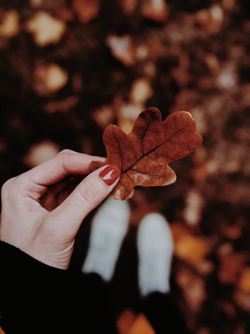 Free A close-up of a hand holding an oak leaf during autumn, showcasing fall colors. Stock Photo