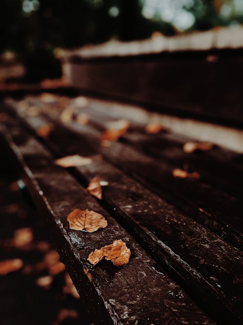 Kostnadsfri bild av falla, fallna löv, selektiv fokusering