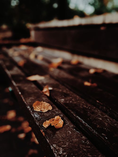 Free A moody autumn scene with fallen leaves scattered on a dark wooden bench. Stock Photo