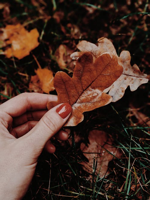 Close-Up Photo of Person Holding Fallen Leaf