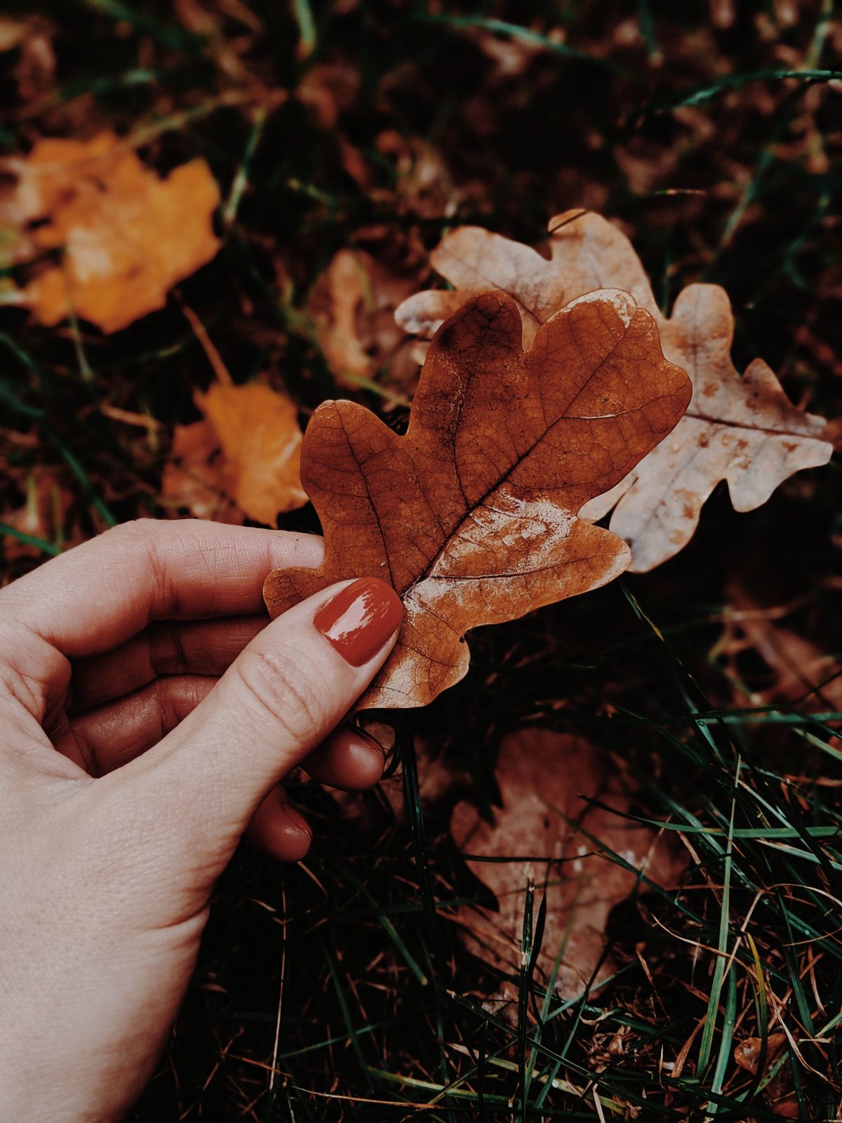 Captivating close-up of a hand holding a brown oak leaf amidst fallen autumn leaves.