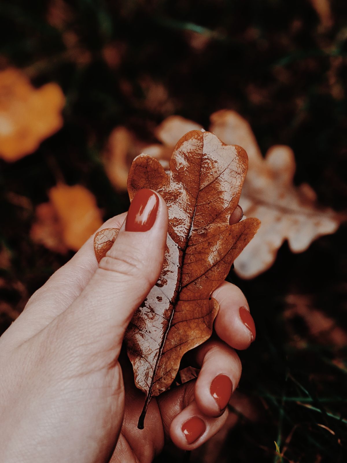 Close-up of a hand holding a dry oak leaf with manicured nails, symbolizing autumn.