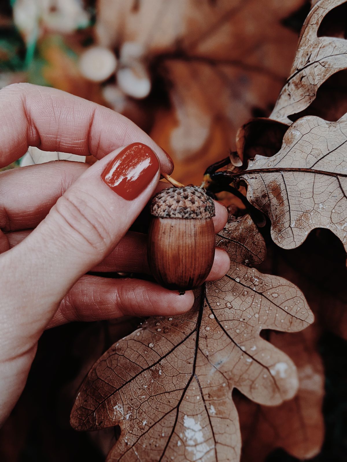 A person's hand with manicured nails holding an acorn against autumn leaves, highlighting fall textures.