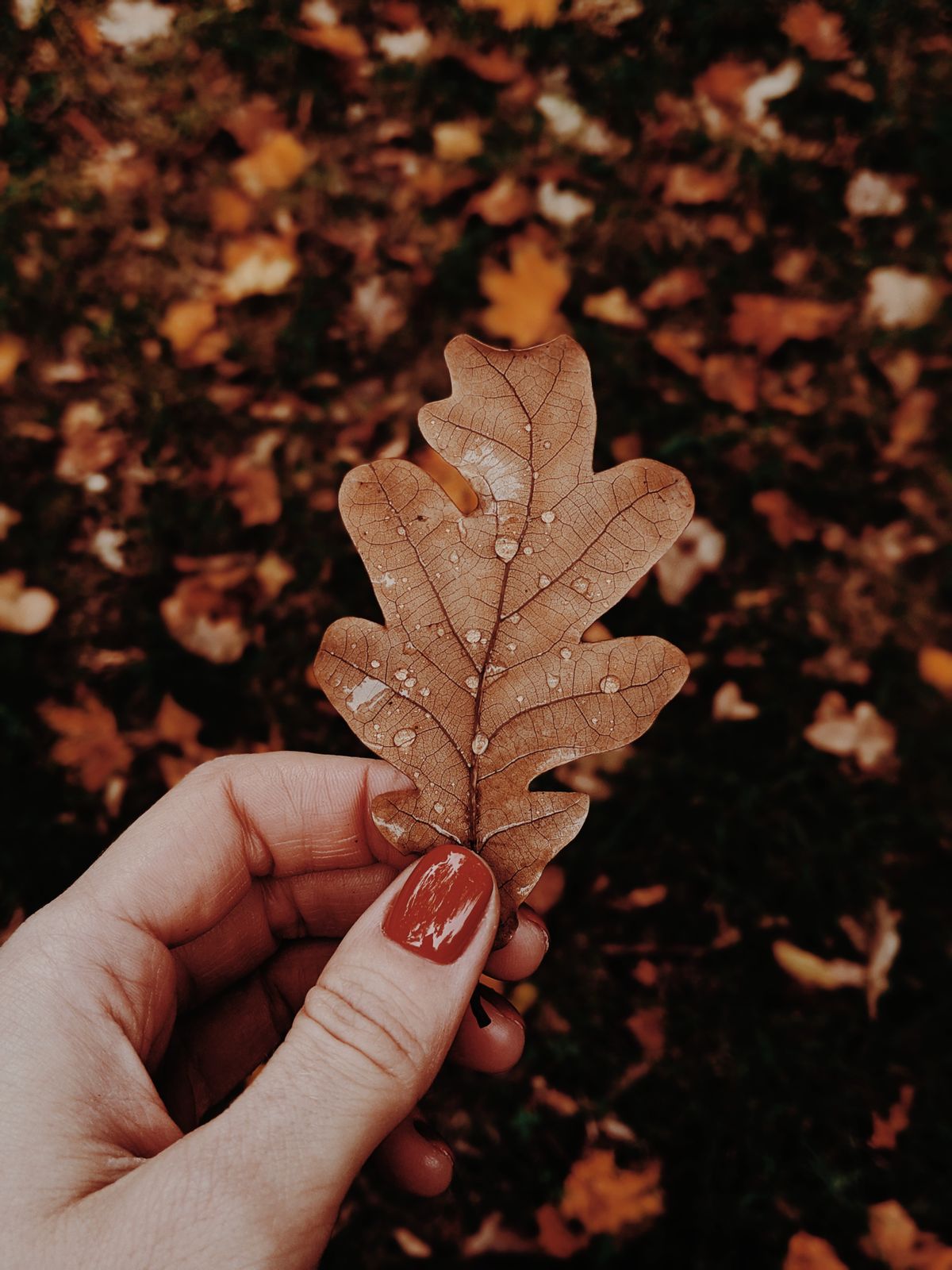 A person holds a dry oak leaf with water droplets, showcasing the fall season atmosphere.