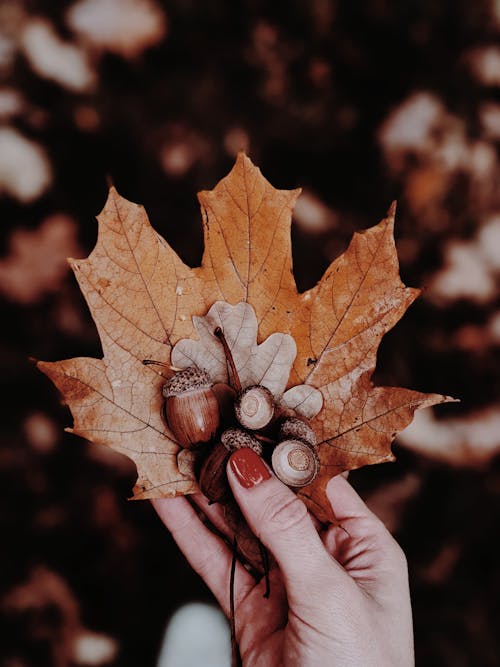 Close-Up Photo of Person Holding Maple Leaf and Acorn