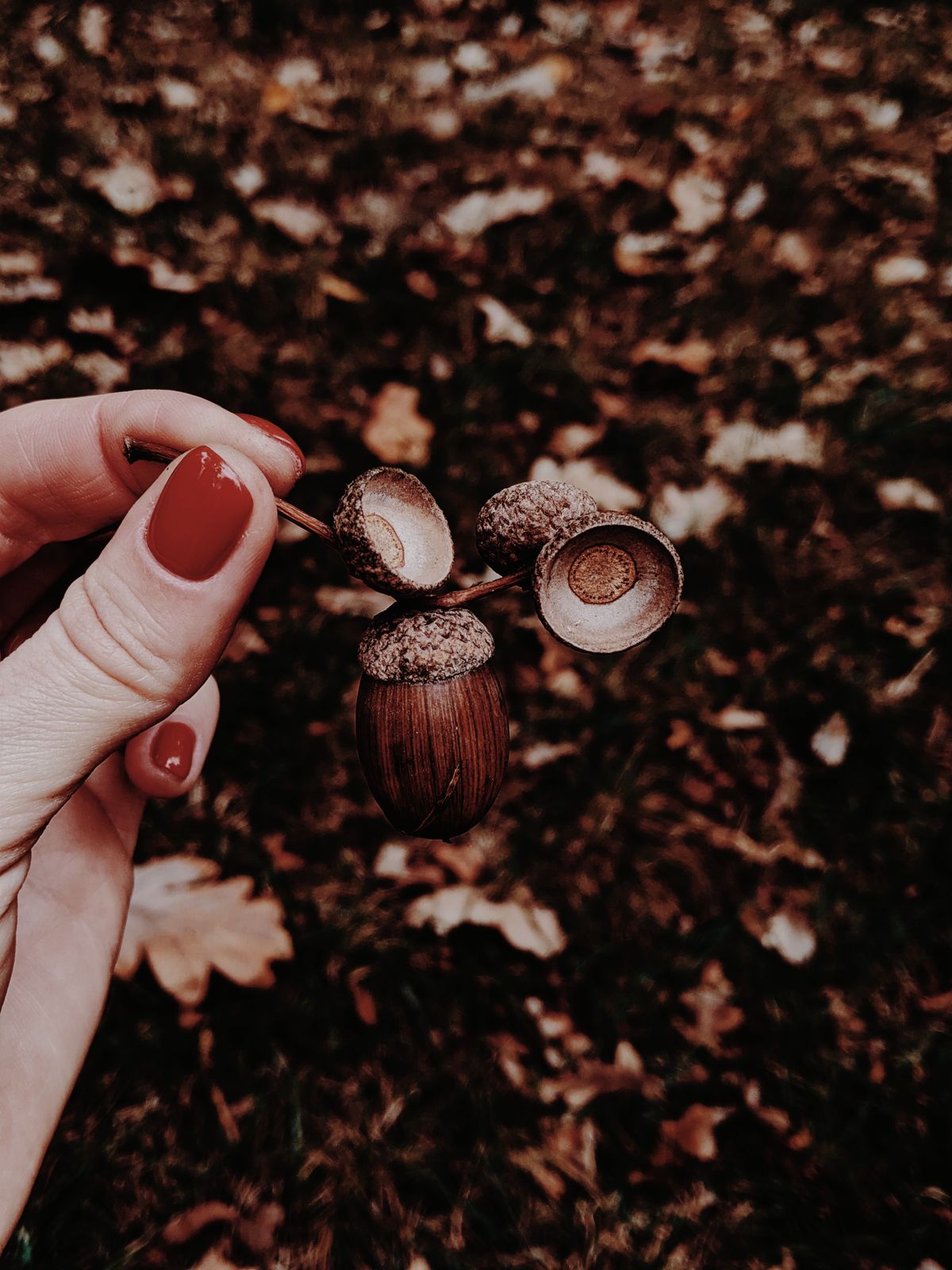 Artistic close-up of acorns held by a hand with red nails, taken in autumn.