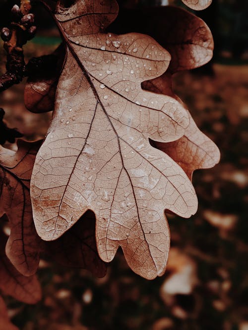 Close-Up Photo of Dry Leaves