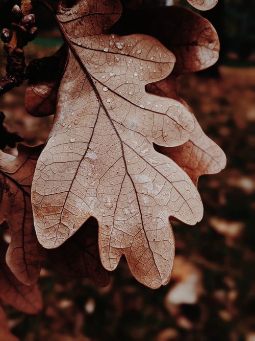 Free Detailed macro shot of an oak leaf with water droplets, showcasing fall textures and colors. Stock Photo