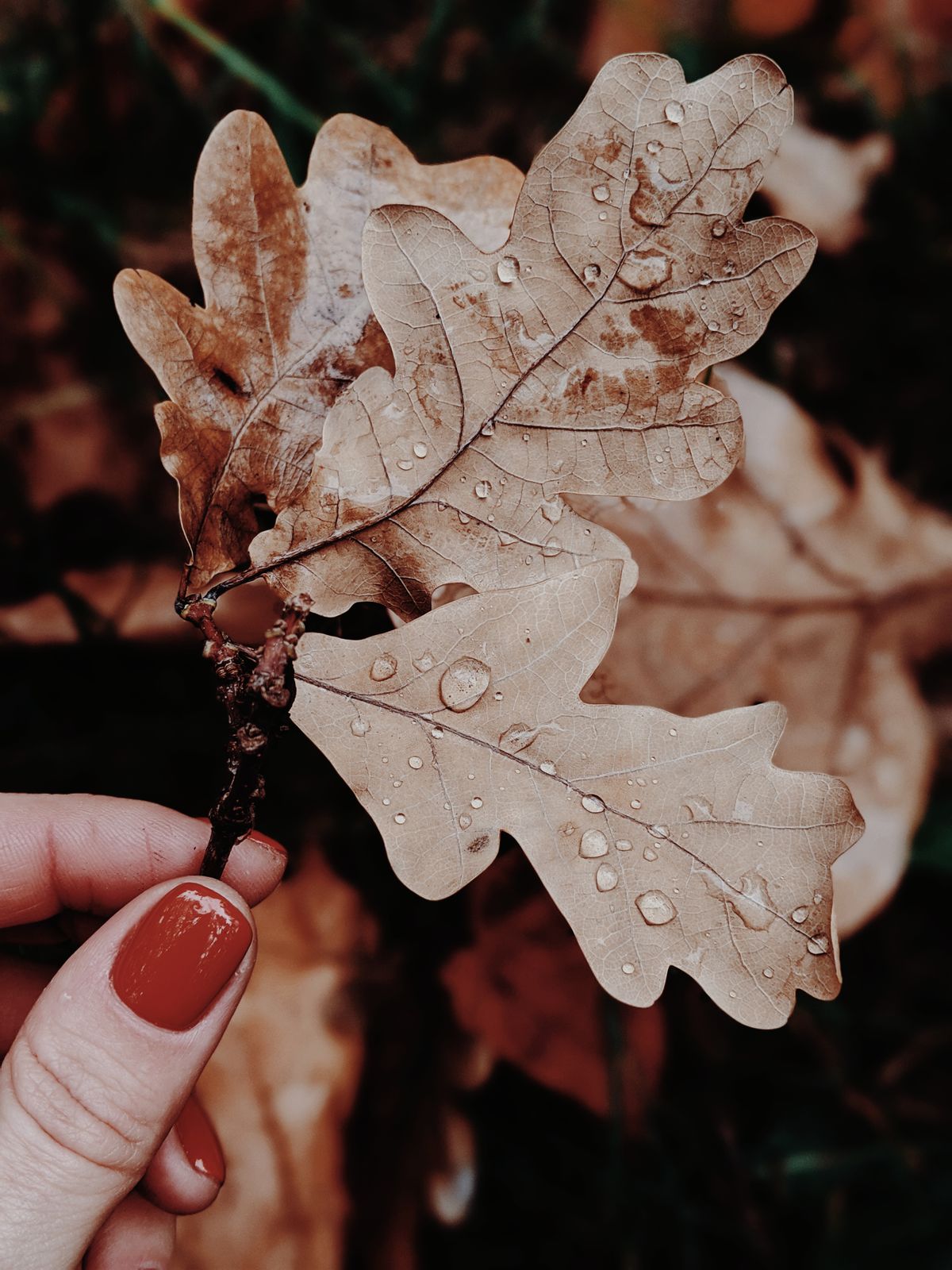 Autumn oak leaf with dewdrops held by a hand with red nail polish, captured outdoors.