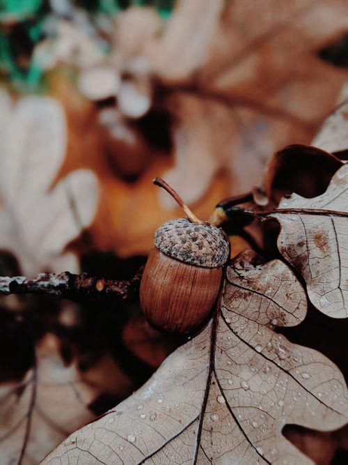 Free Detailed close-up of an acorn resting on oak leaves, showcasing autumn textures. Stock Photo