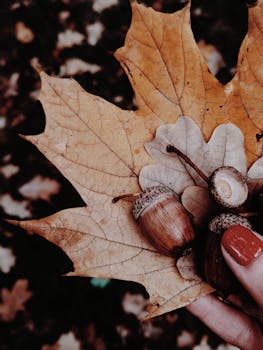 Close-up of hand holding a maple leaf with acorns, showcasing autumn textures and colors.