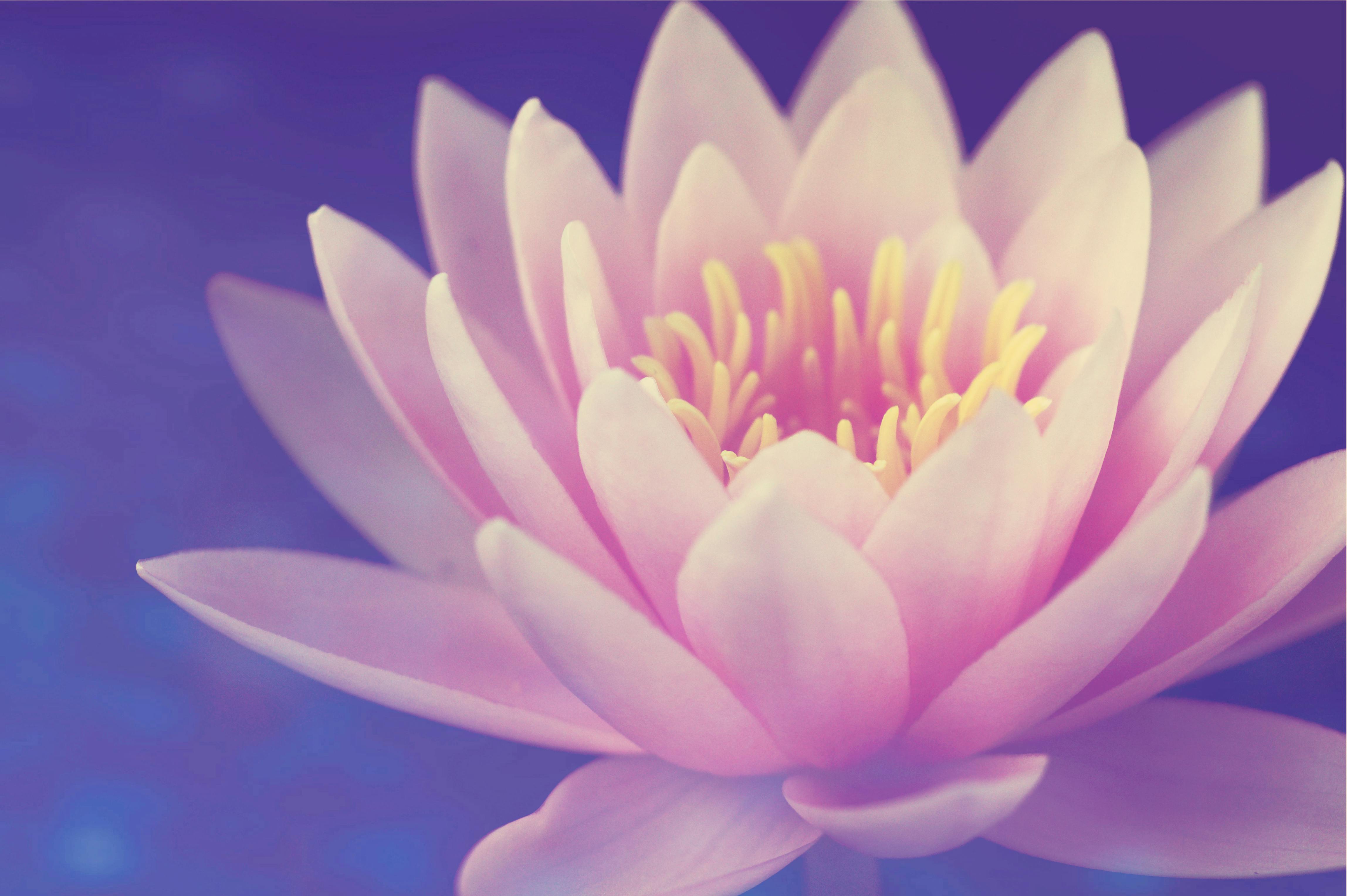 Wallpaper pink lotus, flower, bloom desktop wallpaper, hd image, picture,  background, ad5623 | wallpapersmug