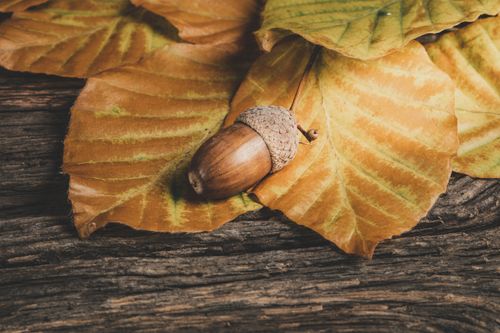 Free A detailed acorn on vibrant autumn leaves and rustic wood background. Stock Photo
