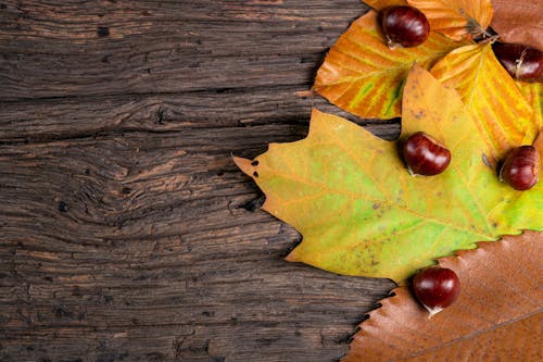 Gratuit Imagine de stoc gratuită din castane, frunză de arțar, frunze căzute Fotografie de stoc