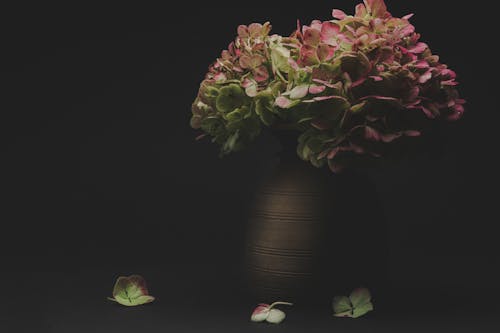 คลังภาพถ่ายฟรี ของ hortensia, กลีบดอก, การถ่ายภาพดอกไม้