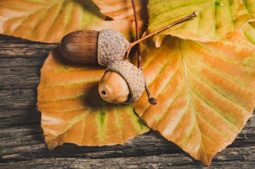 Free Detailed close-up of acorns on vibrant fall leaves, showcasing nature's beauty. Stock Photo