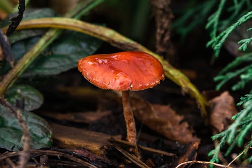 Macro Photography of Red Mushroom