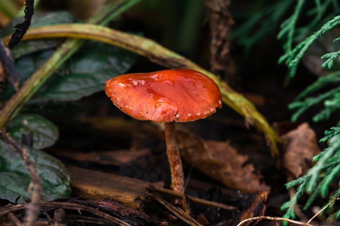 Free Macro Photography of Red Mushroom Stock Photo