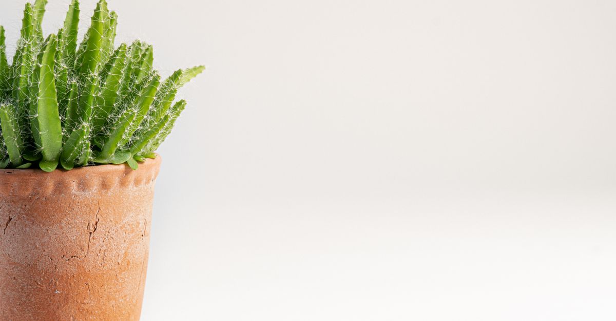 Iemand reinigt witte aanslag van een terracotta bloempot met een zachte borstel